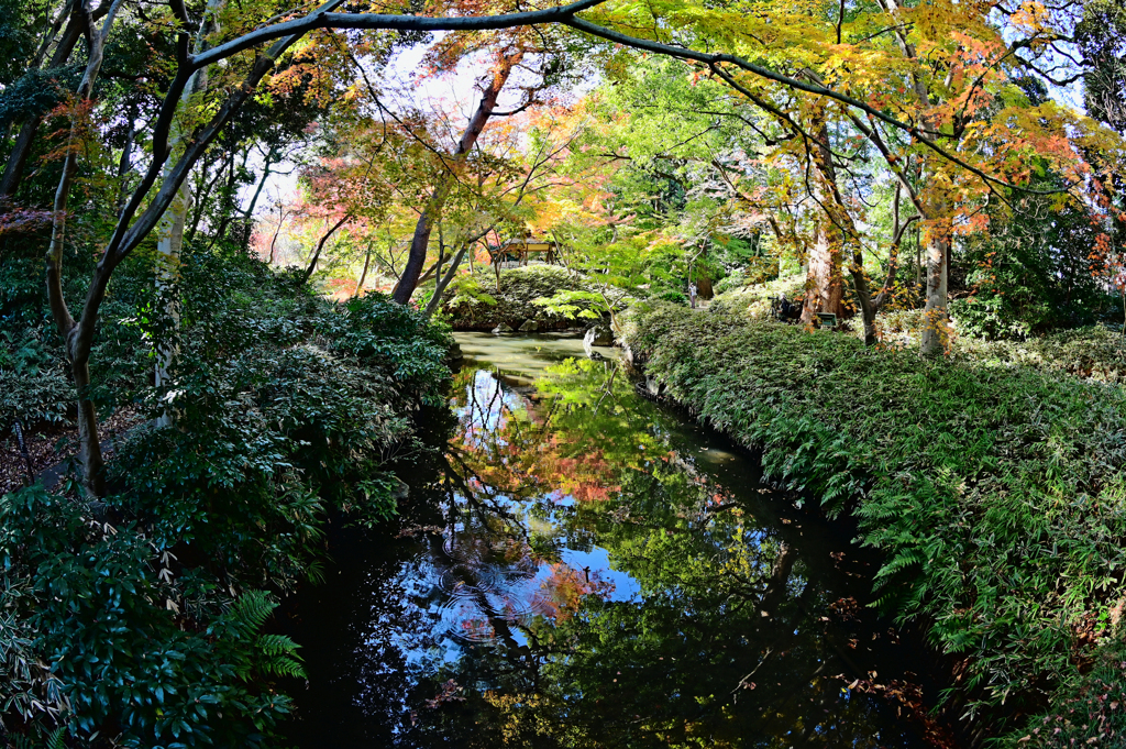 六義園紅葉