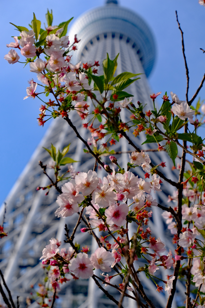 御殿場桜とスカイツリー