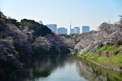 桜の千鳥ヶ淵