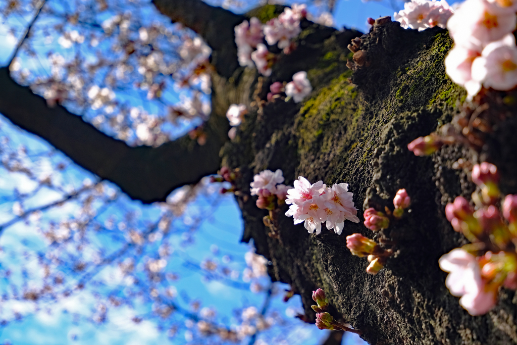 今年も咲きました
