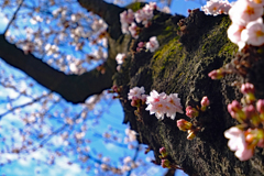 今年も咲きました