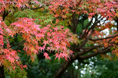 紅葉