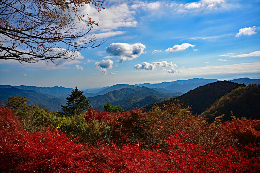 紅葉