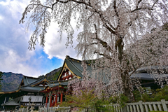 満開のしだれ桜