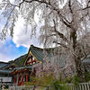 満開のしだれ桜