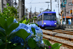 世田谷線とアジサイ　１