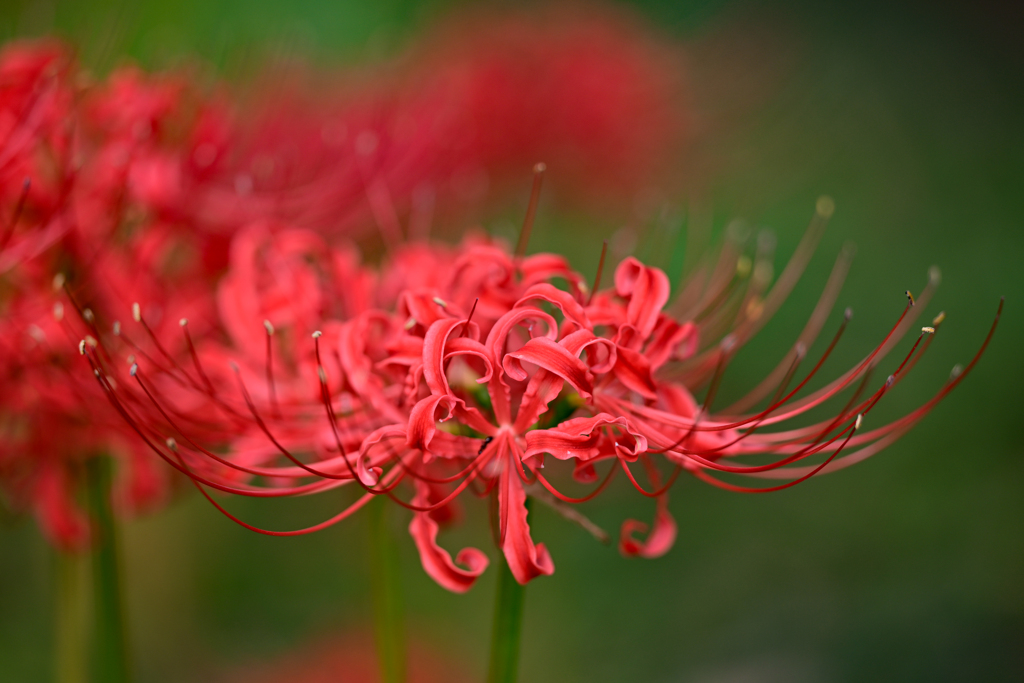 曼殊沙華