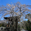 しだれ桜