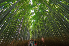 竹林の道