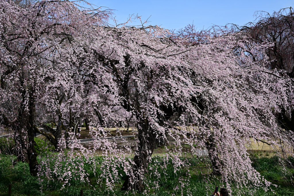 新宿御苑の枝垂れ桜 Ⅱ