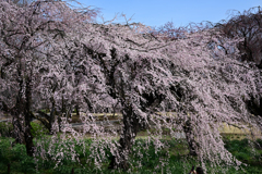新宿御苑の枝垂れ桜 Ⅱ