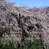 新宿御苑の枝垂れ桜 Ⅱ