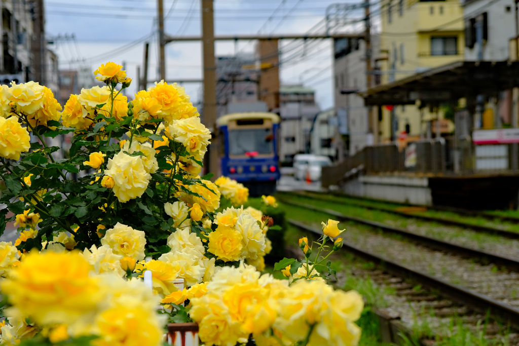 都電荒川線　5