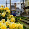都電荒川線　5