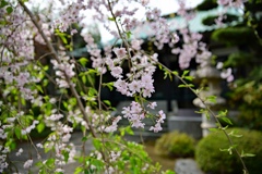 しだれ桜
