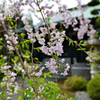 しだれ桜