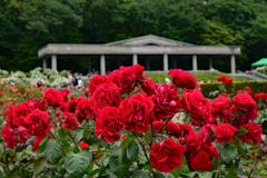 神代植物公園の真赤な薔薇