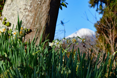 富士山がある風景