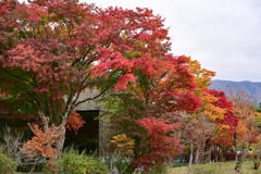 富弘美術館紅葉