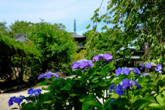 豪徳寺と紫陽花