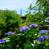 豪徳寺と紫陽花