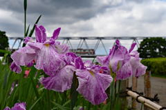花菖蒲