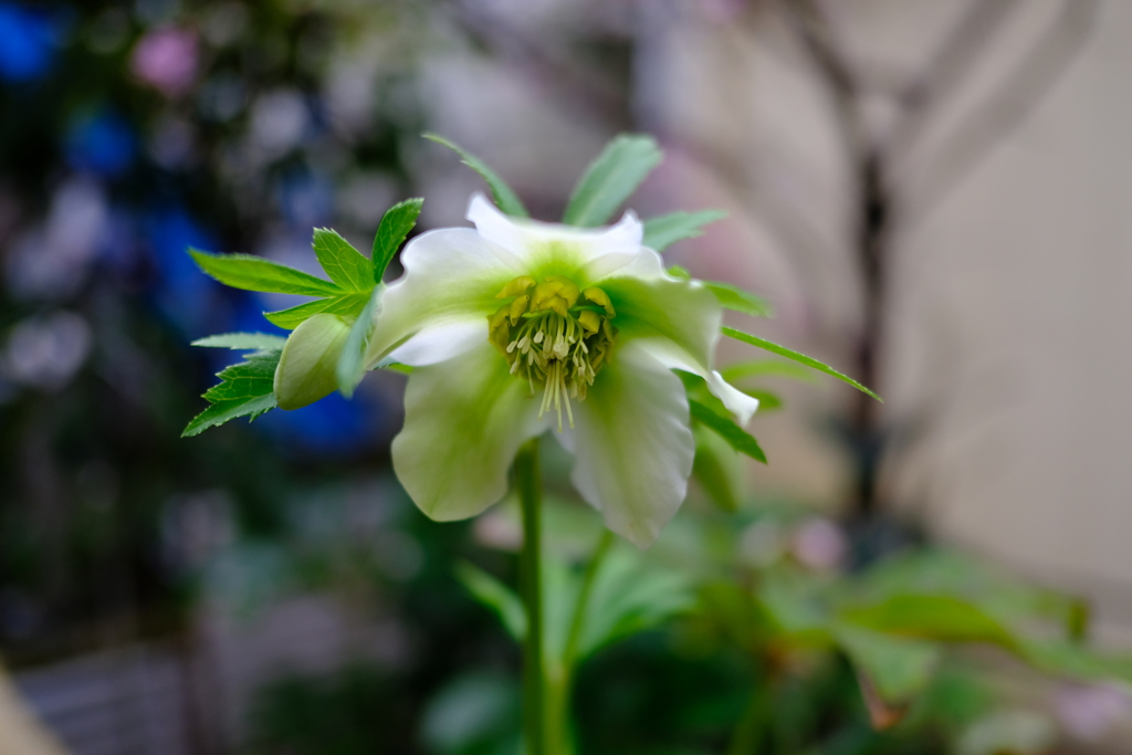 クリスマスローズ