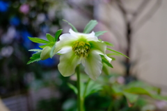 クリスマスローズ