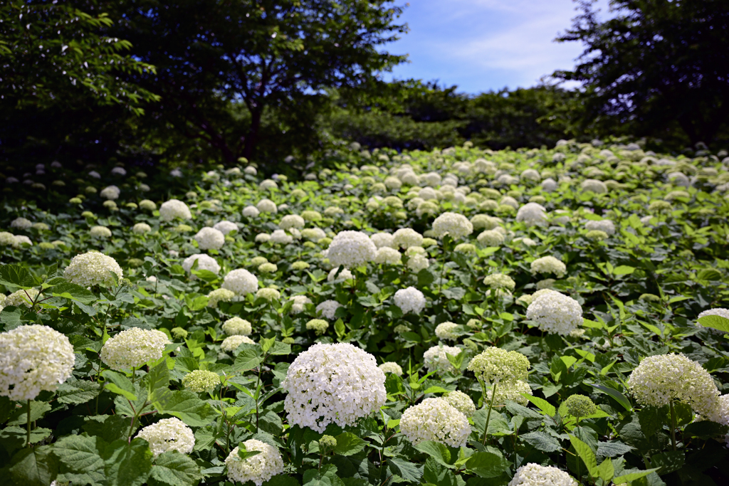 観音堂の紫陽花