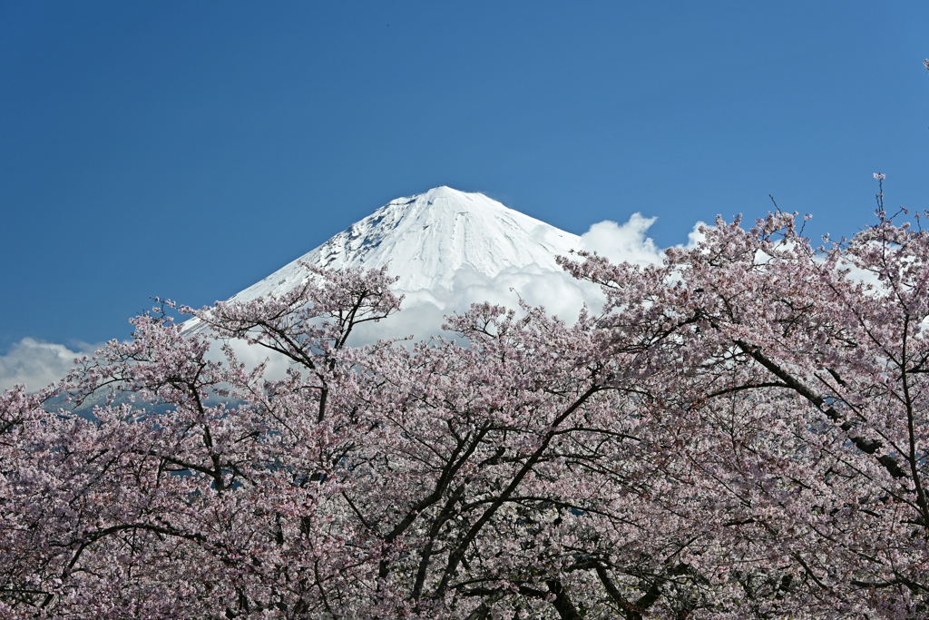 桜に抱かれて