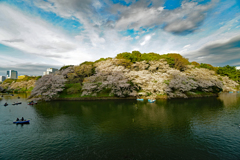 桜満開