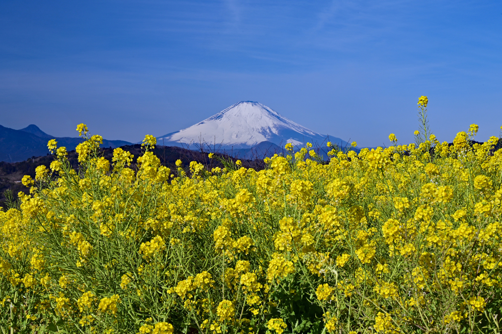 吾妻山公園からの富士山