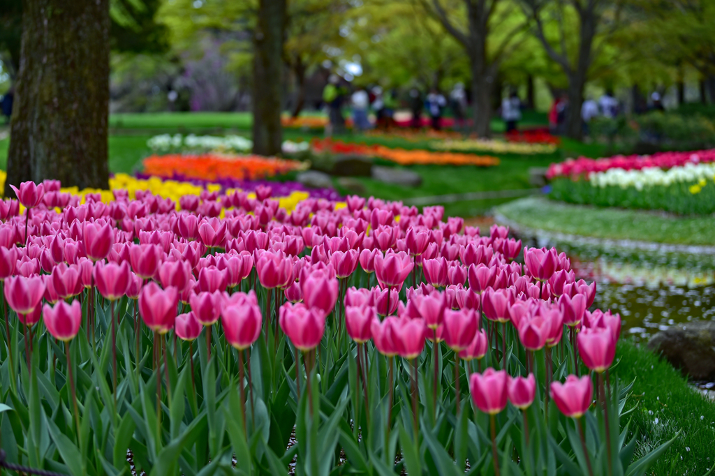 チューリップ