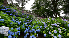 満開の紫陽花