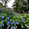 満開の紫陽花