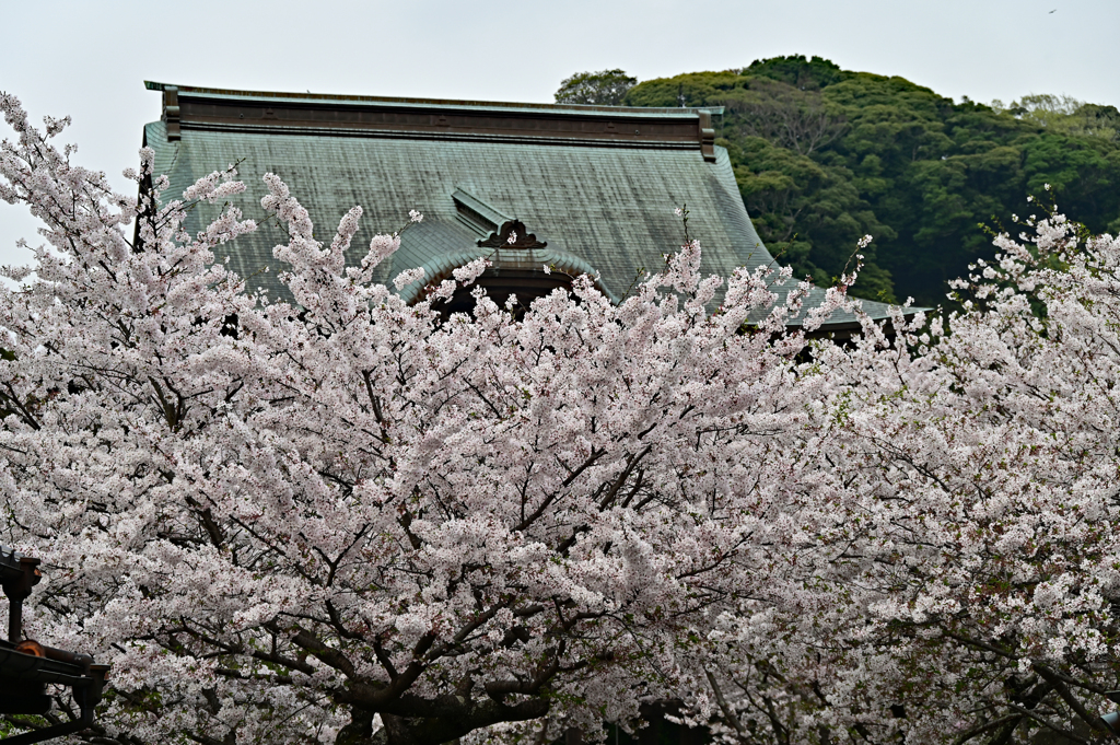 桜に浮かぶ建長寺