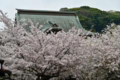 桜に浮かぶ建長寺