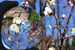 冬の向こうに見えるのは