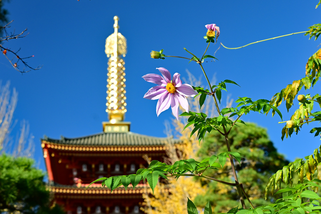 皇帝ダリア