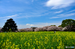 広々とした空