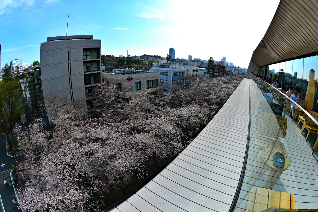 桜並木は何処まで！