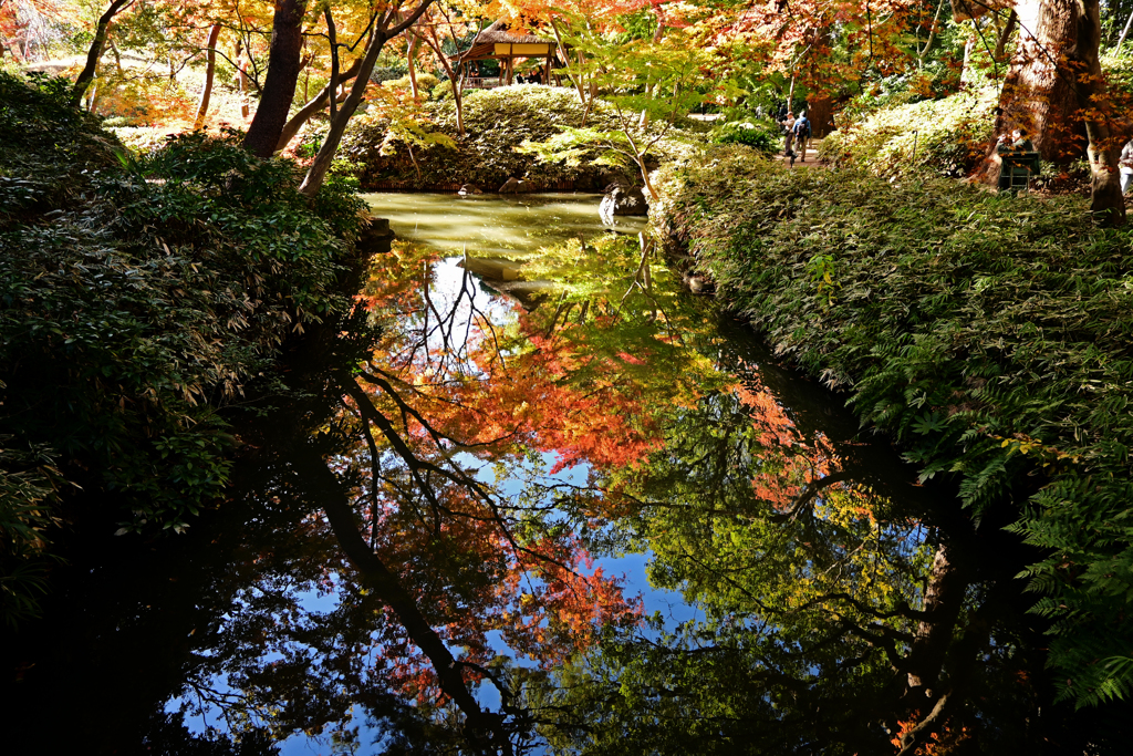 水辺に写る紅葉