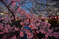 夜桜
