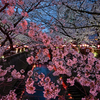 夜桜