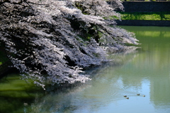 千鳥ヶ淵