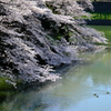 千鳥ヶ淵