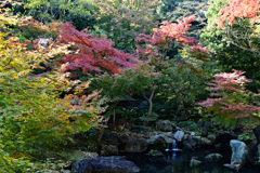 六義園の紅葉