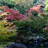 六義園の紅葉