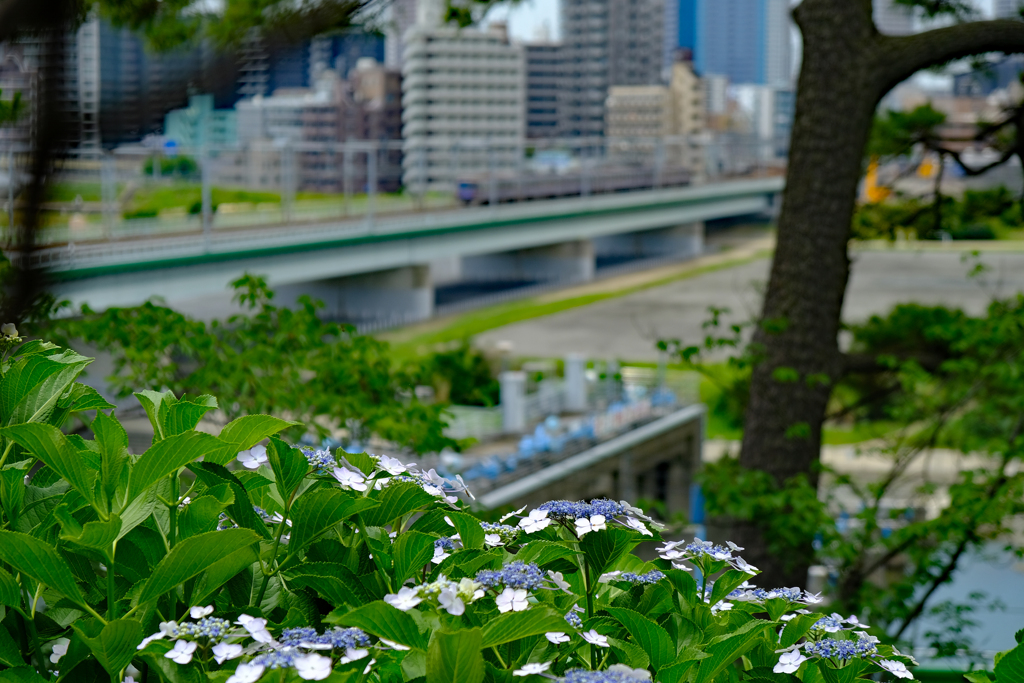 遠くに行けない