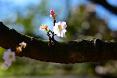 10月桜